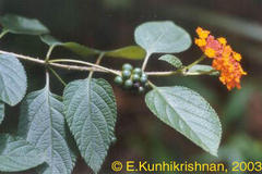 Lantana camara var. aculeata
